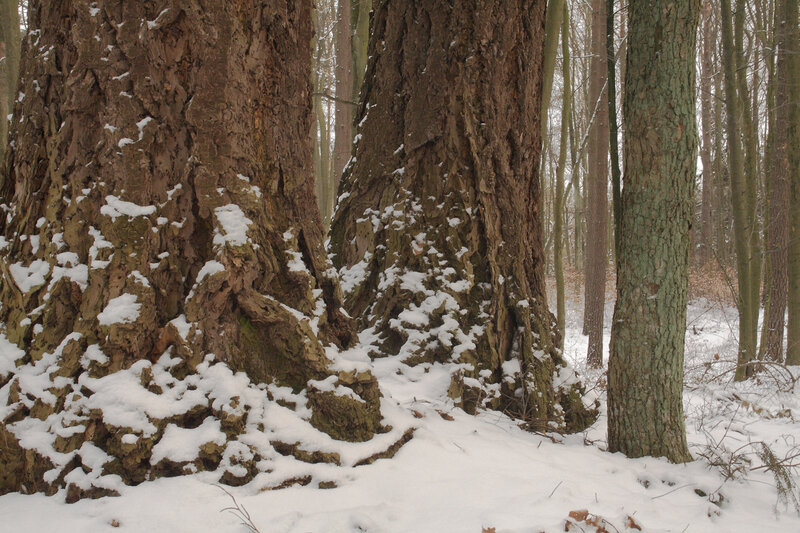 Snow-covered trees in winter forest
