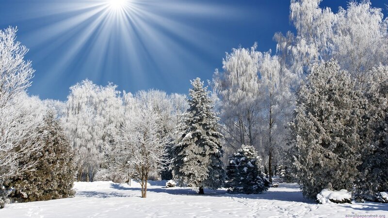 Snow-covered Trees in Winter — Green