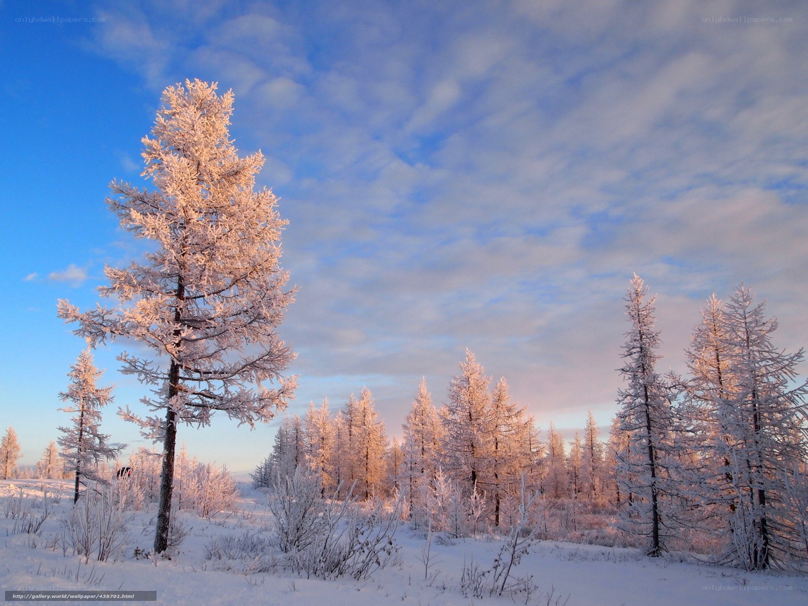 Snow-covered trees in winter landscape