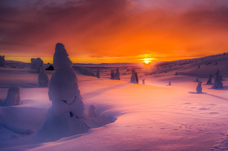 Snow-covered Trees in Winter — Orange