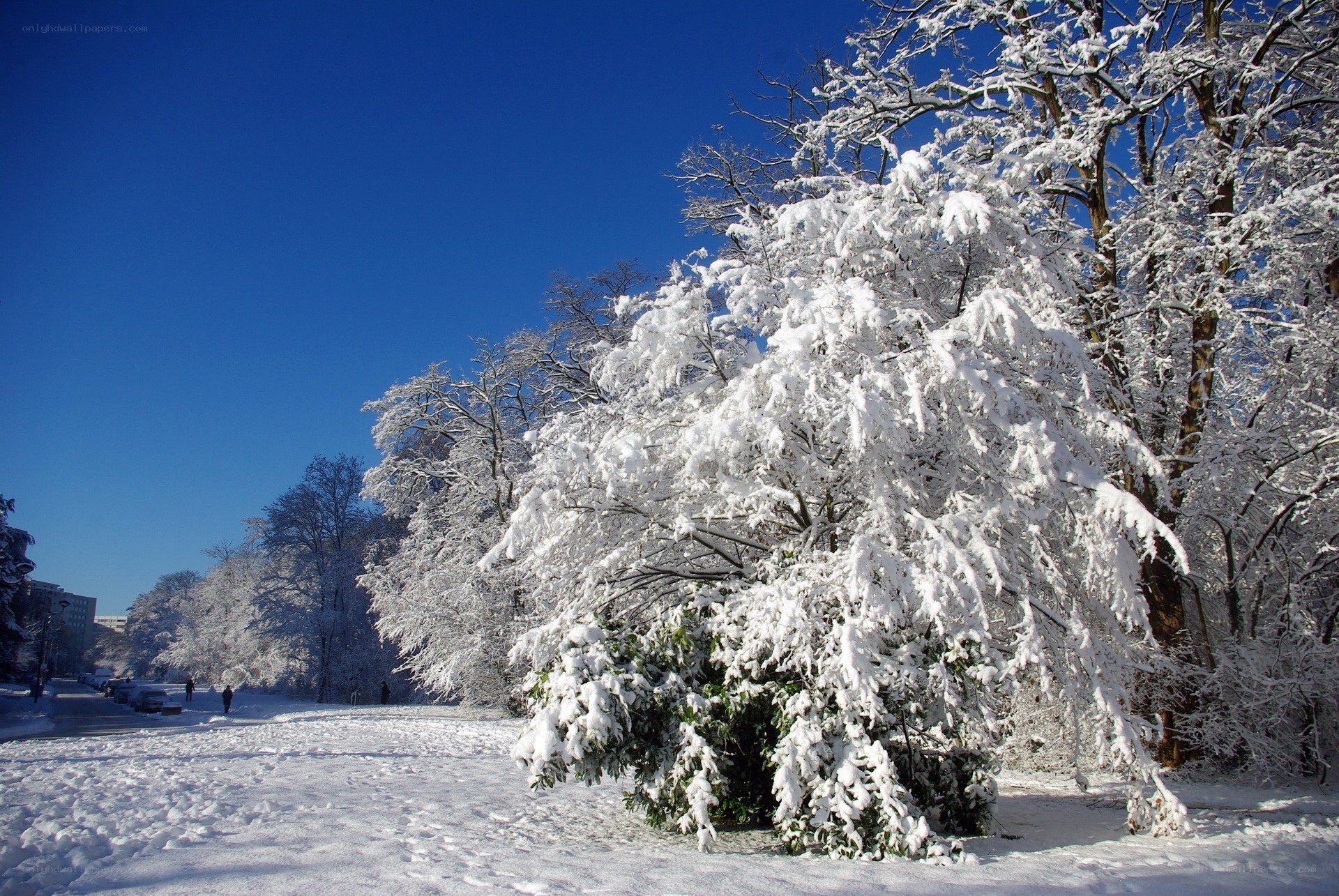 Snow-covered trees in winter park