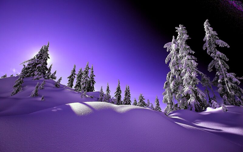 Snow-covered Trees in Winter — Purple, Dramatic