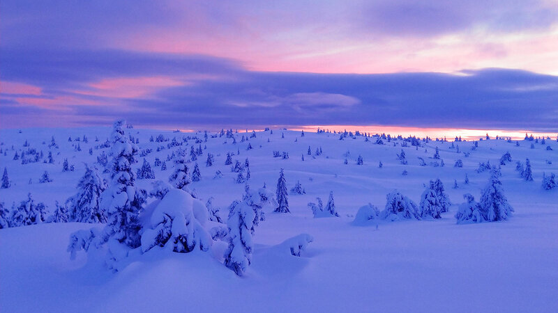 Snow-covered Trees in Winter — Purple, Serene, Sunset