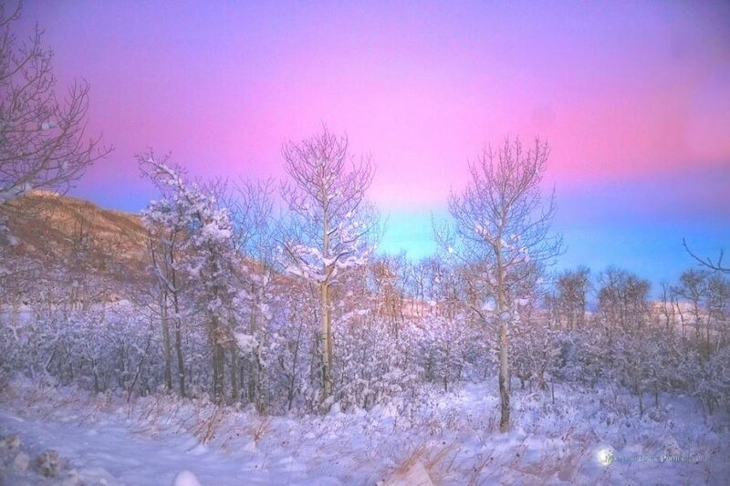 Snow-covered Trees in Winter — Purple