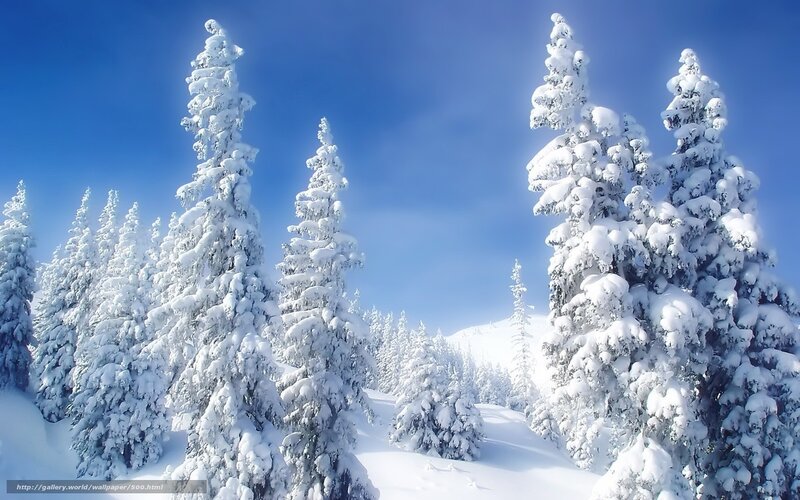 Snow-covered trees in winter