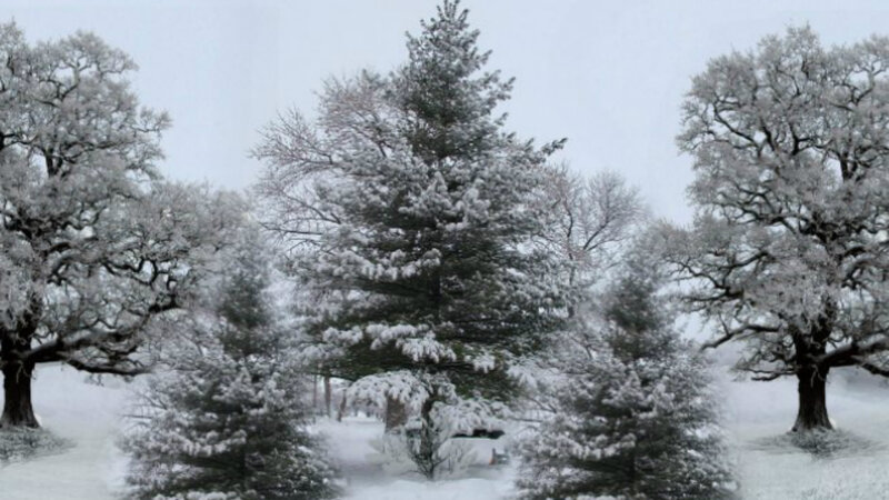 Snow-covered Trees in Winter — White, Calm