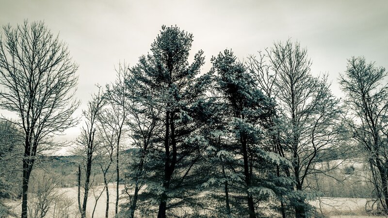 Snow-covered Trees in Winter — White, Cold, Photograph, Snow