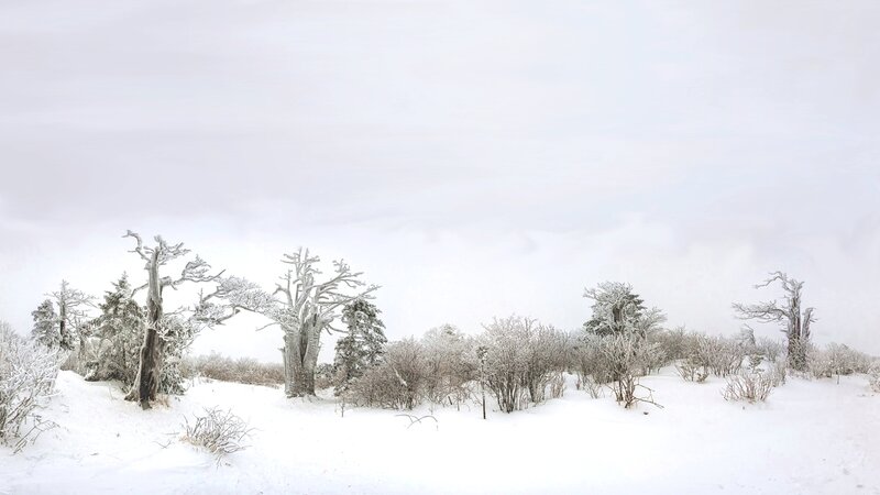 Snow-covered Trees in Winter — White, Cold, Photograph