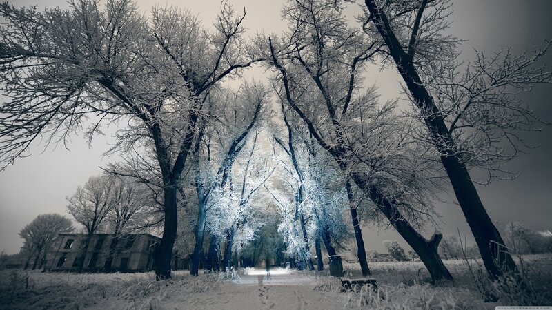 Snow-covered Trees in Winter — White, Cold