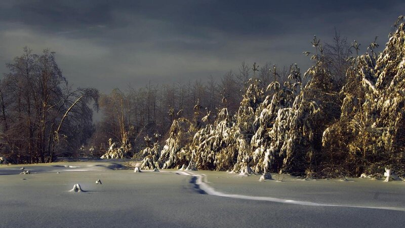 Snow-covered Trees in Winter — White, Dramatic, Photograph, Snow, Sky