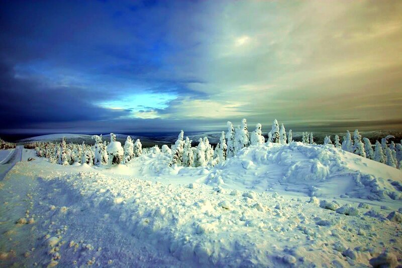 Snow-covered Trees in Winter — White, Dramatic