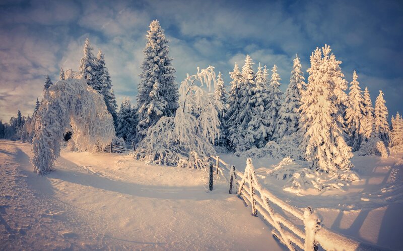 Snow-covered Trees in Winter — White, Serene, Photograph, Fence