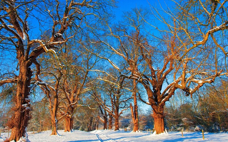 Snow-covered Trees in Winter — White, Serene, Photograph, Snow, Blue Sky, Brown