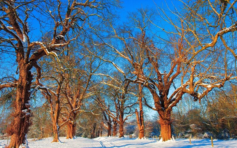 Snow-covered Trees in Winter — White, Serene, Photograph, Snow, Blue Sky