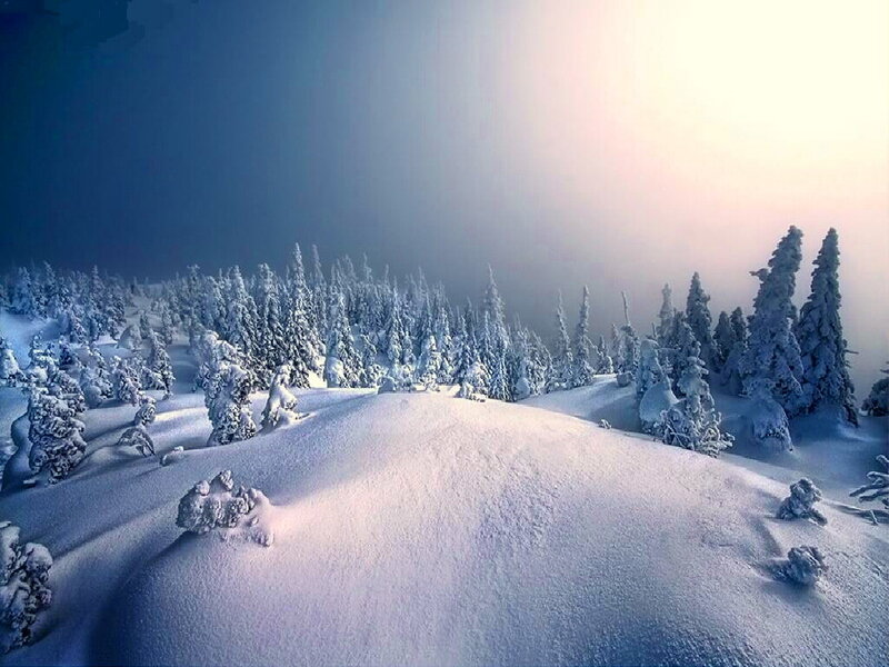 Snow-covered Trees in Winter — White, Serene, Photograph, Snow, Fog