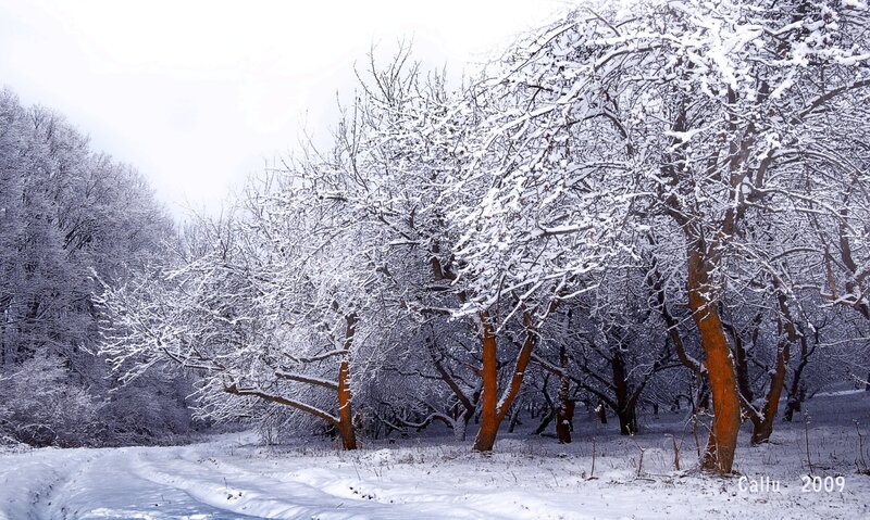 Snow-covered Trees in Winter — White, Serene, Photograph, Snow, Path