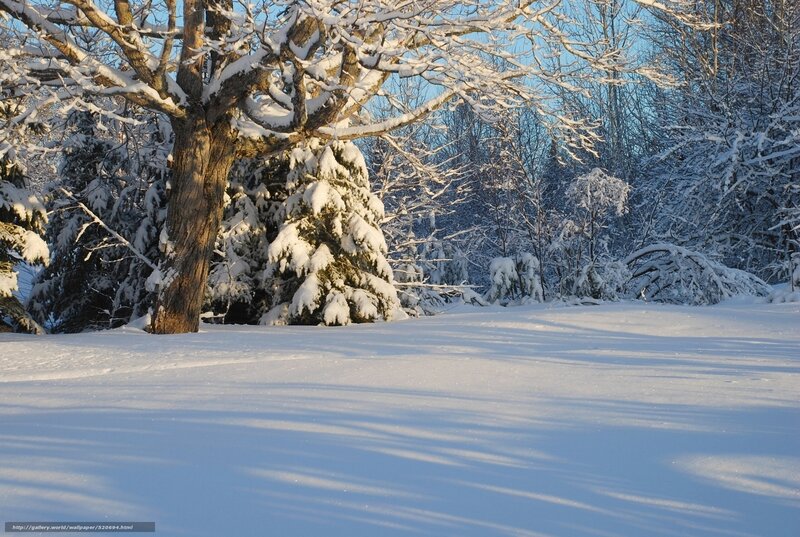 Snow-covered Trees in Winter — White, Serene, Photograph, Snow, Sky, Blue