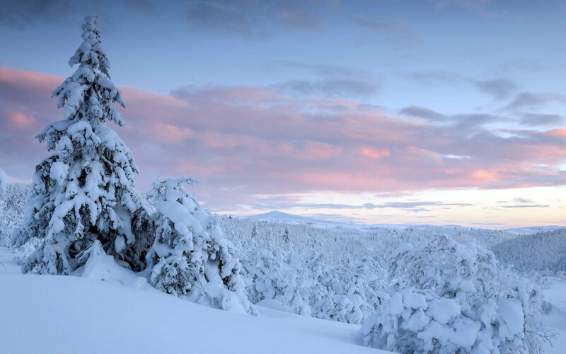 Snow-covered Trees in Winter — White, Serene, Photograph, Snow, Sky, Mountains