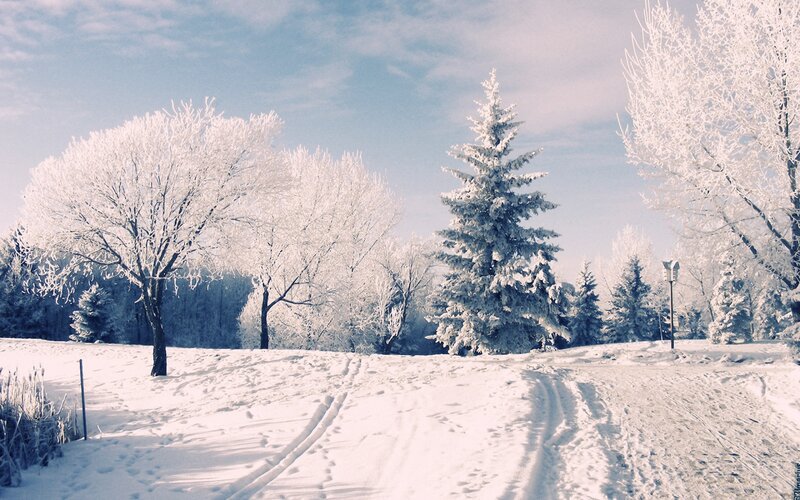 Snow-covered Trees in Winter — White, Serene, Photograph, Snow, Sky, Path