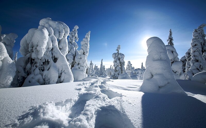 Snow-covered Trees in Winter — White, Serene, Photograph, Snow, Sun