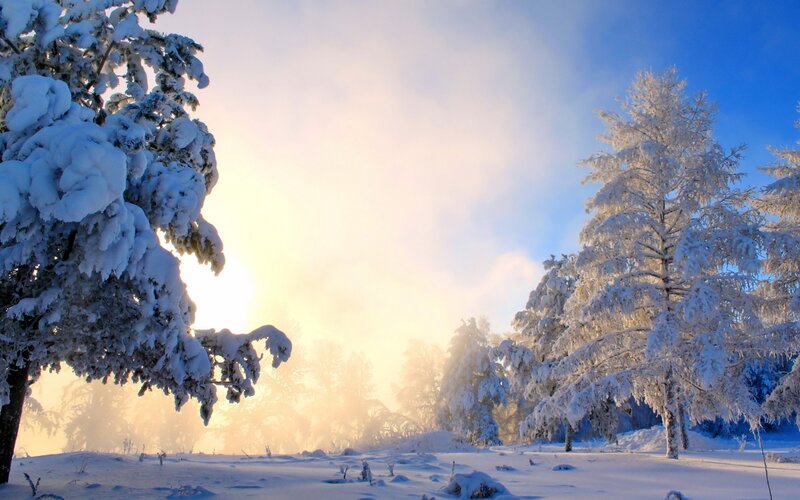 Snow-covered Trees in Winter — White, Serene, Photograph, Snow, Sunrise, Mist