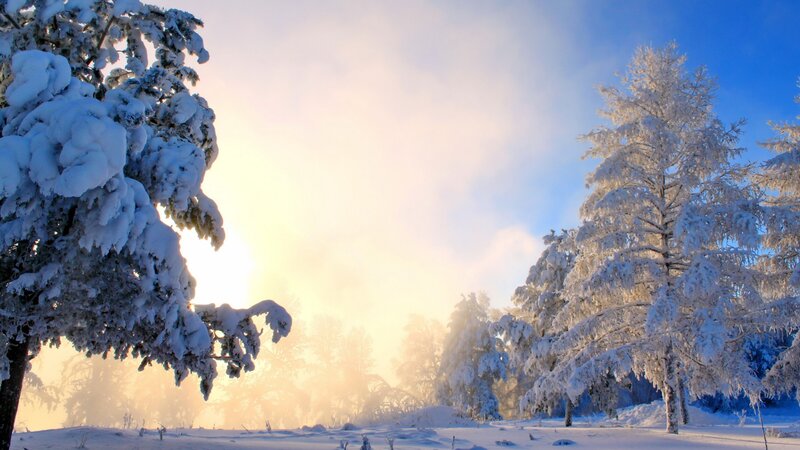 Snow-covered Trees in Winter — White, Serene, Photograph, Snow, Sunrise