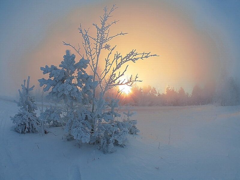 Snow-covered Trees in Winter — White, Serene, Photograph, Sun, Fog