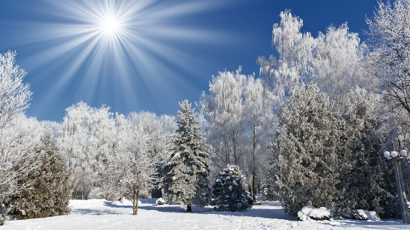Snow-covered Trees in Winter — White, Serene, Photograph, Sun, Sky, Snow