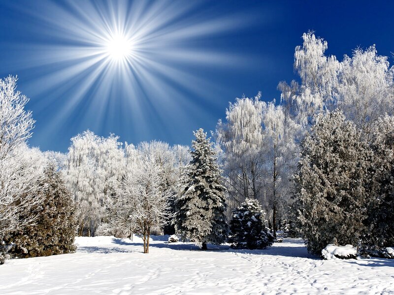 Snow-covered Trees in Winter — White, Serene, Photograph, Sun