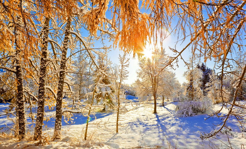Snow-covered Trees in Winter — White, Serene, Photograph, Sunlight