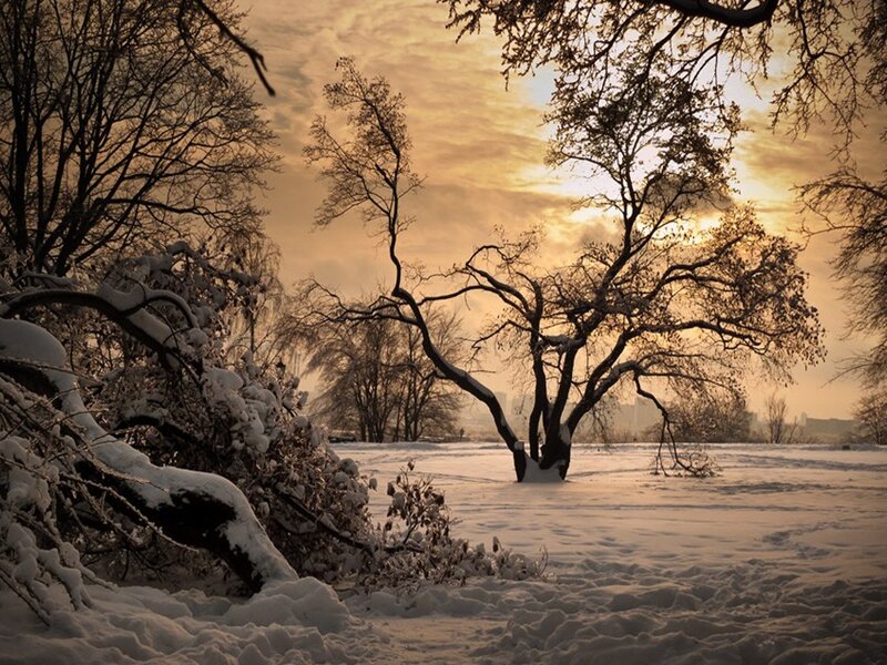 Snow-covered Trees in Winter — White, Serene, Photograph