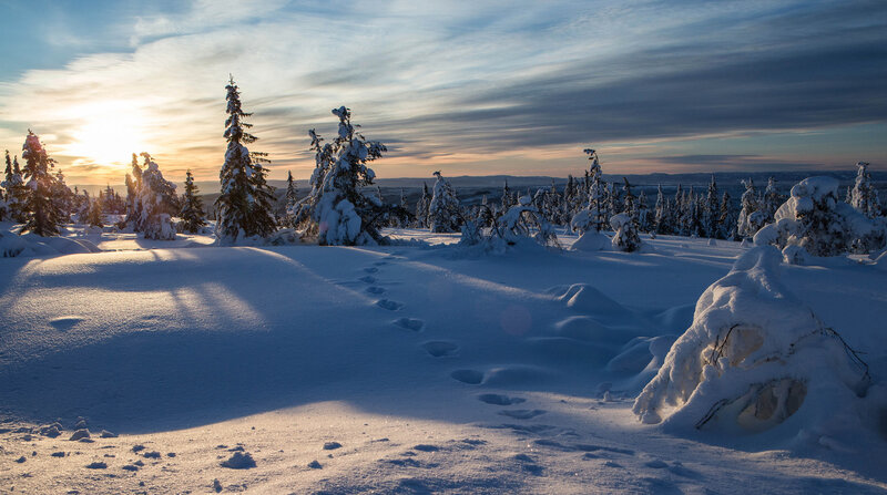 Snow-covered Trees in Winter — White, Serene, Sunset, Photograph