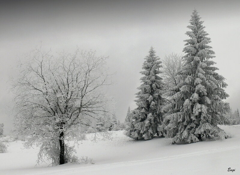 Snow-covered Trees in Winter — White, Serene