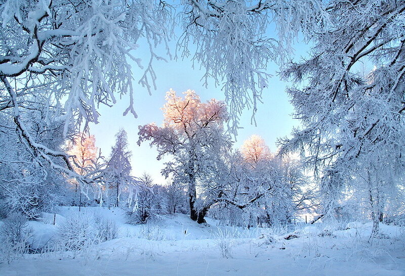 Snow-covered Trees in Winter — White