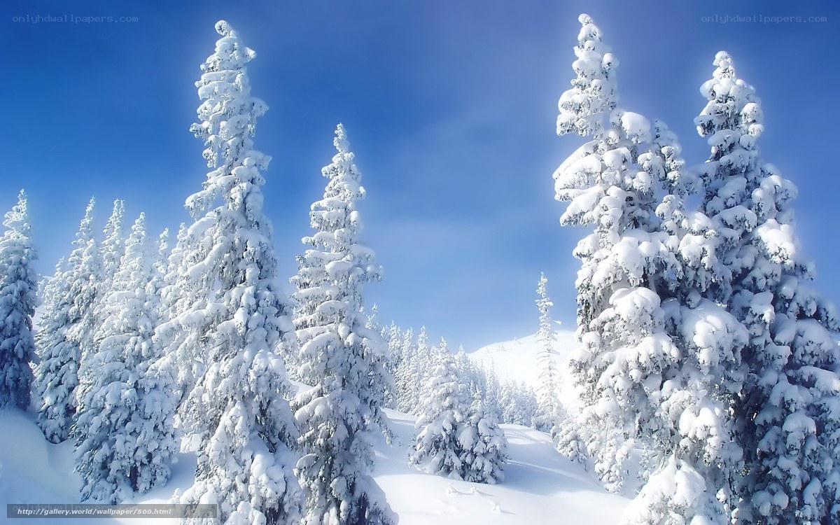 Snow-covered trees in winter