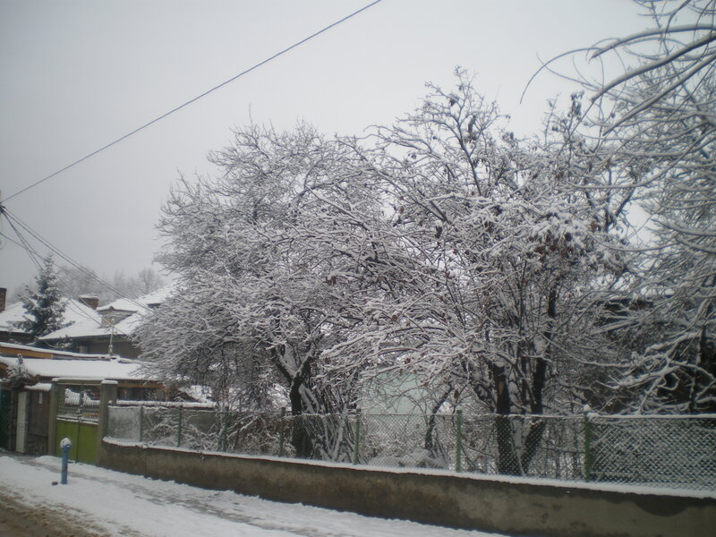 Snow-covered Trees in Yard