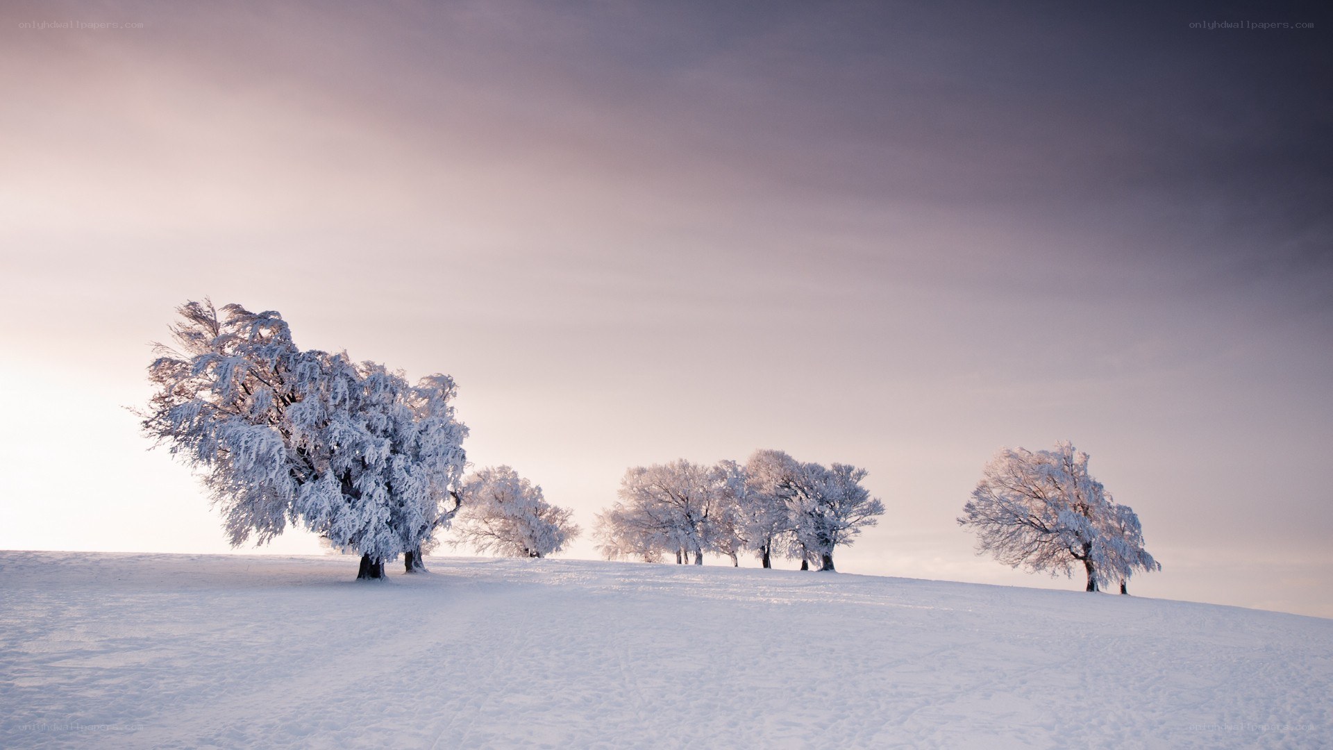 Snow-covered trees on a hill