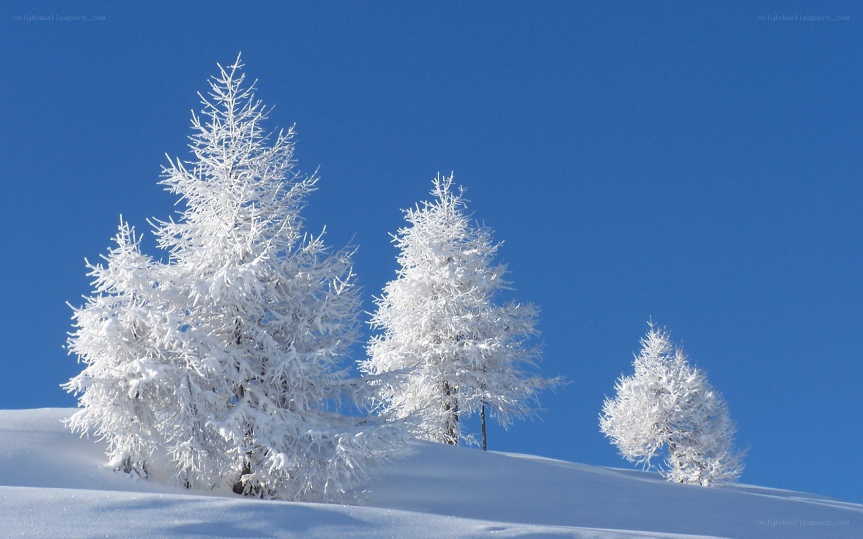 Snow-covered trees on a hill