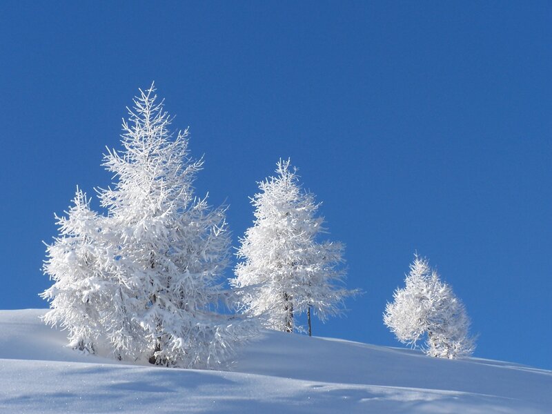Snow-covered trees on a hill