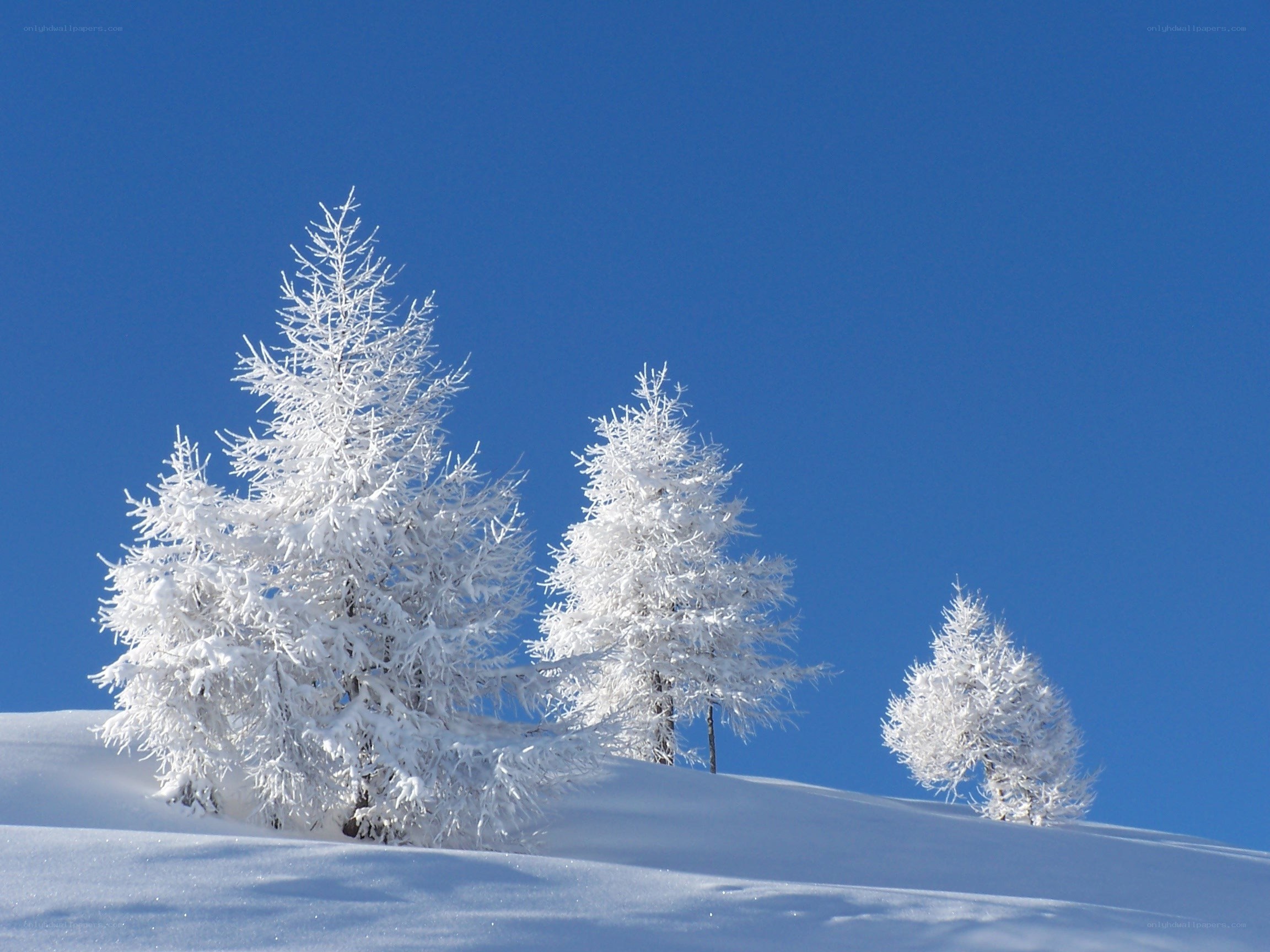 Snow-covered trees on a hill