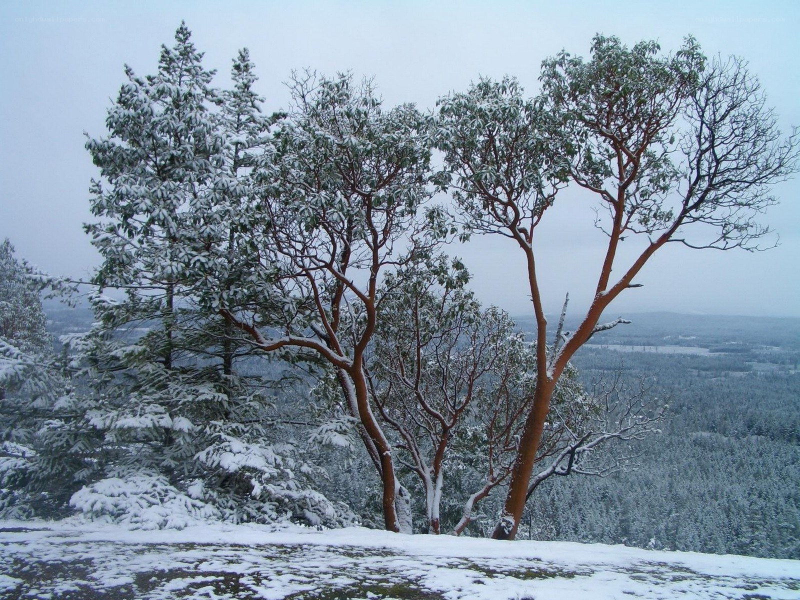 Snow-covered trees on a hill