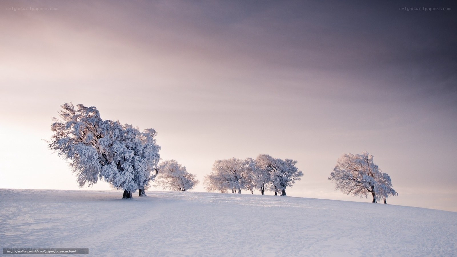 Snow-covered trees on a hill