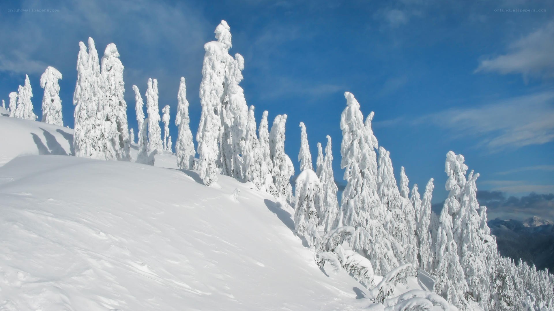 snow-covered trees on a mountain