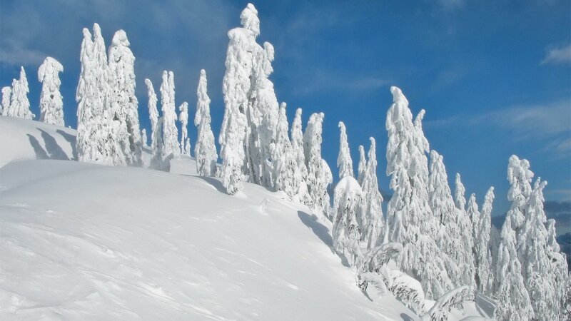 Snow-covered trees on a mountain