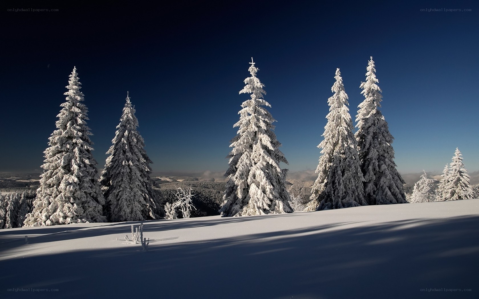 Snow-covered trees on a mountain