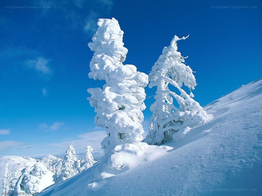 Snow-covered trees on a mountain