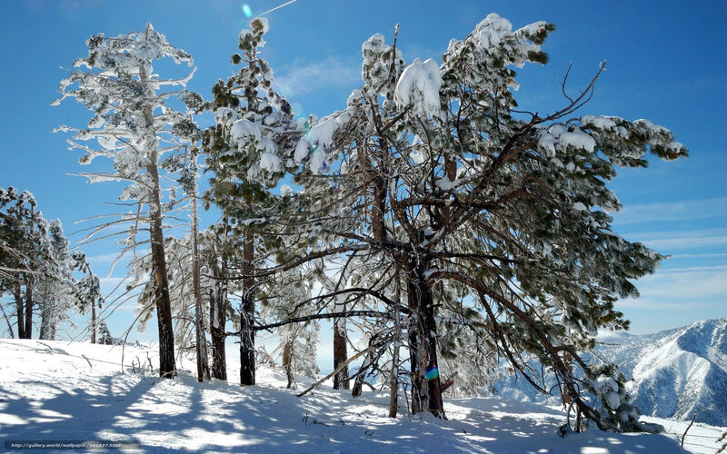 Snow-covered trees on a sunny day