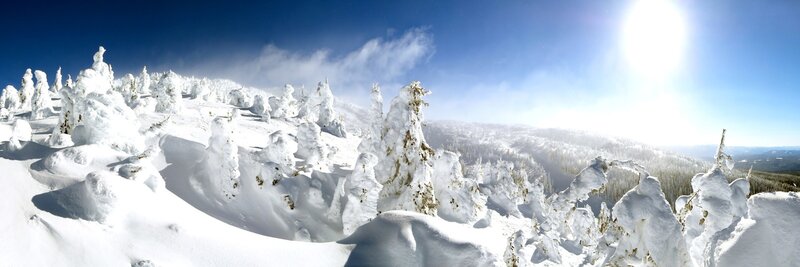 Snow-covered trees on a sunny day