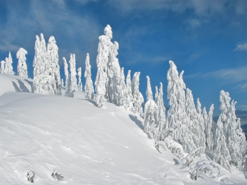 Snow-covered trees on a sunny day