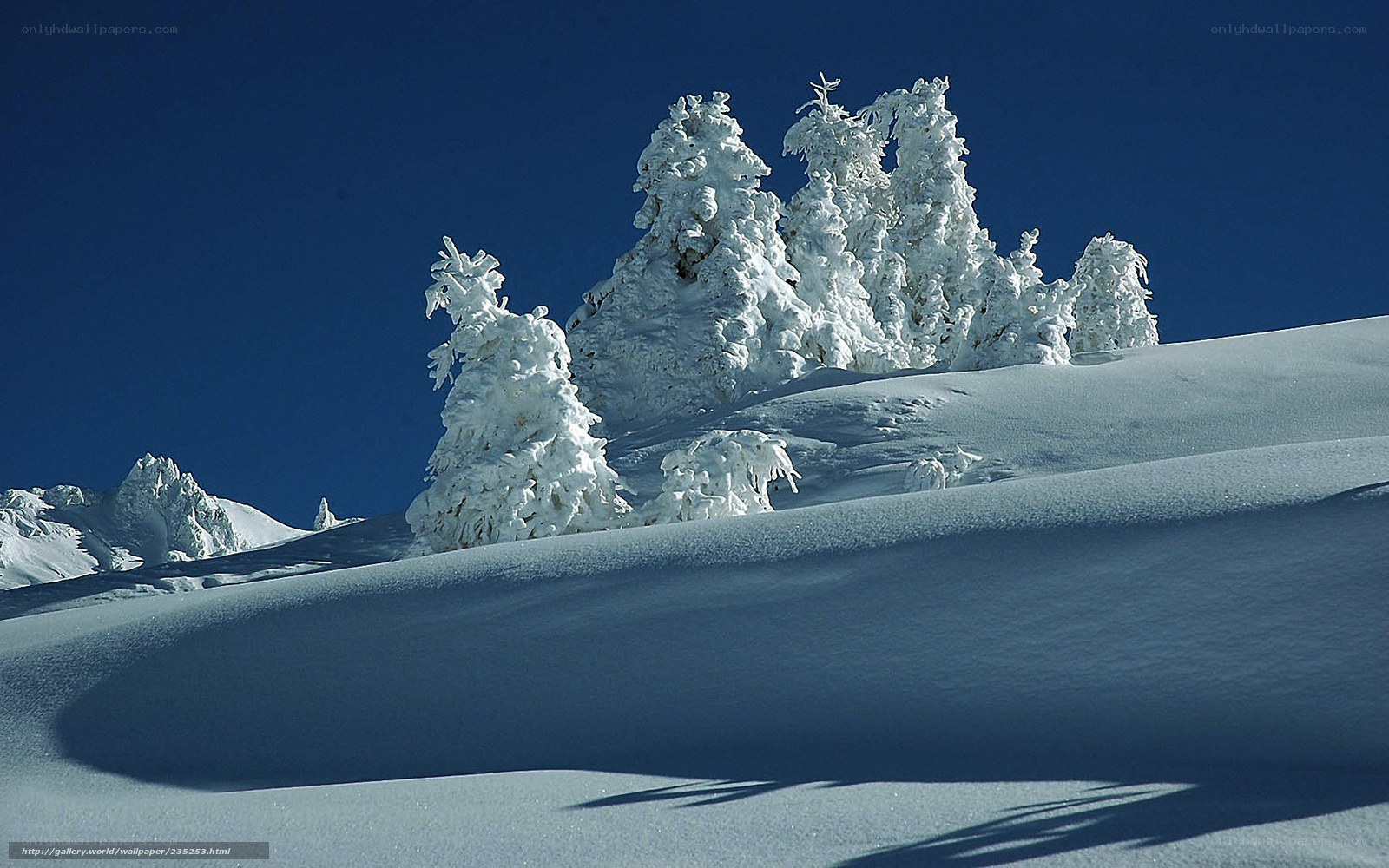 Snow-covered trees on a sunny day